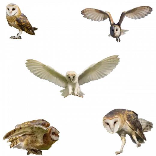 כמה דברים שכדאי לחשוב עליהם כשאתה עדיין בציד